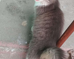 Кошки в Ливны: Пушистая, ласковая красавица ищет дом, Бесплатно - фото 9