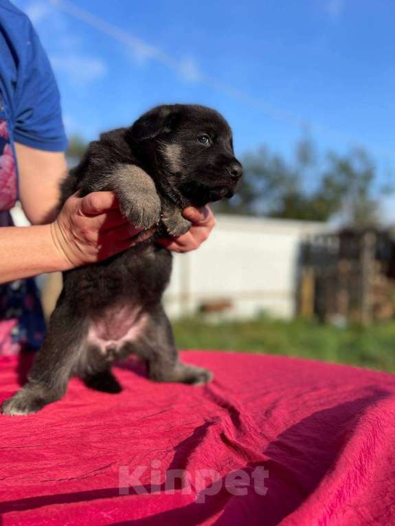 Собаки в других городах Ленинградской области: сука ВЕО от Гордость Питера Церри Бой х Гроза Девочка, 40 000 руб. - фото 3
