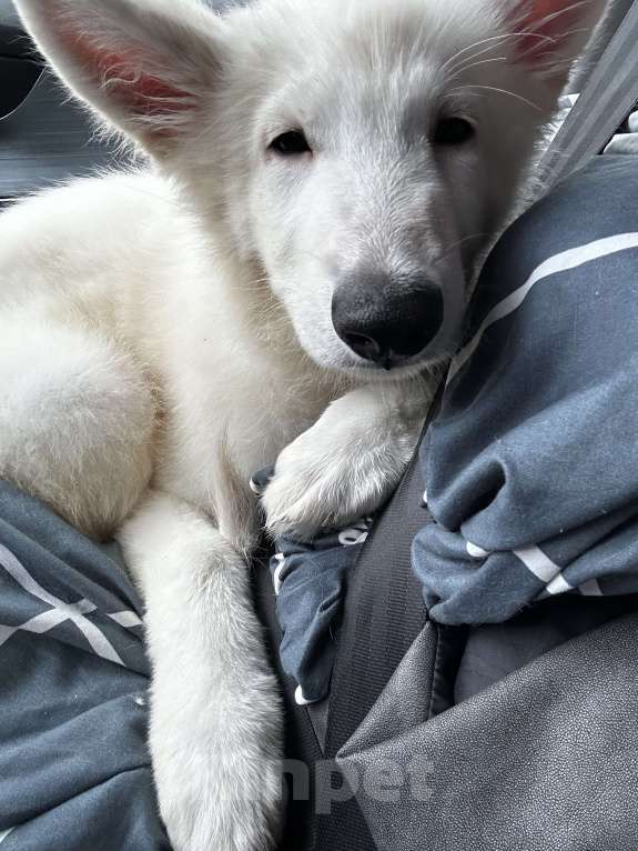 Собаки в Серпухове: Щенок Белой Швейцарской Овчарки Мальчик, 1 000 руб. - фото 3
