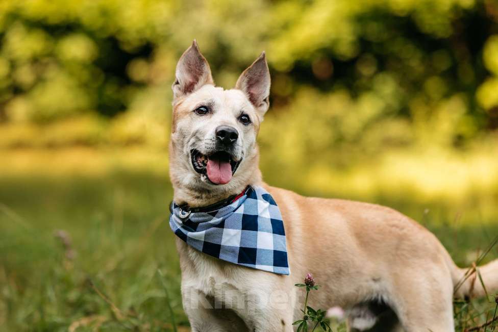 Собаки в Москве: Самый добрый в мире пес Мальчик, Бесплатно - фото 2