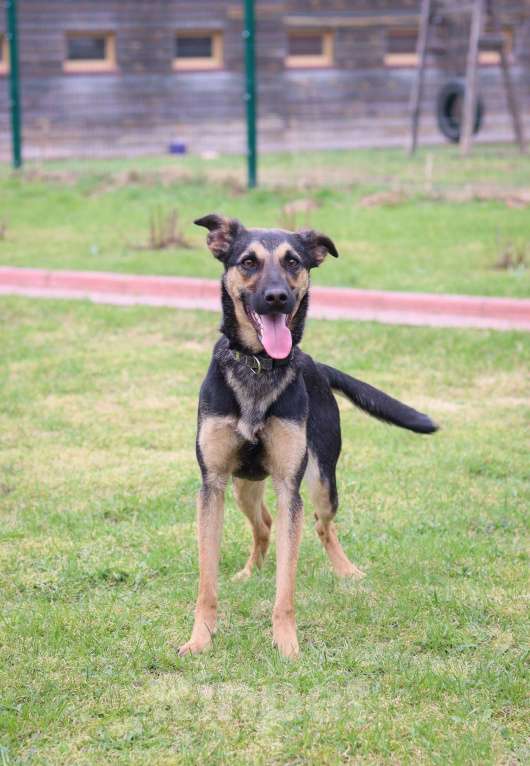 Собаки в Москве: Никки нужен дом  Девочка, Бесплатно - фото 4