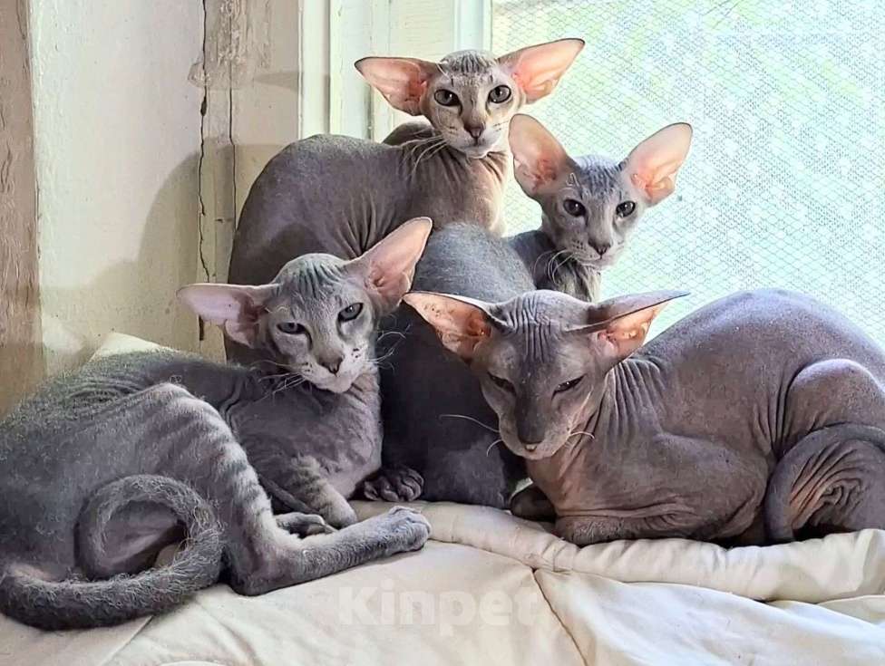 Кошки в Обнинске: Питомец Мальчик, Бесплатно - фото 1