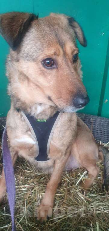 Собаки в Москве: Сандра Девочка, Бесплатно - фото 2