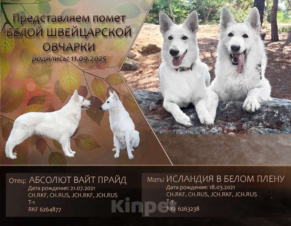 Собаки в Евпатории: Предлагаются щенки белой швейцарской овчарки Мальчик, Бесплатно - фото 1