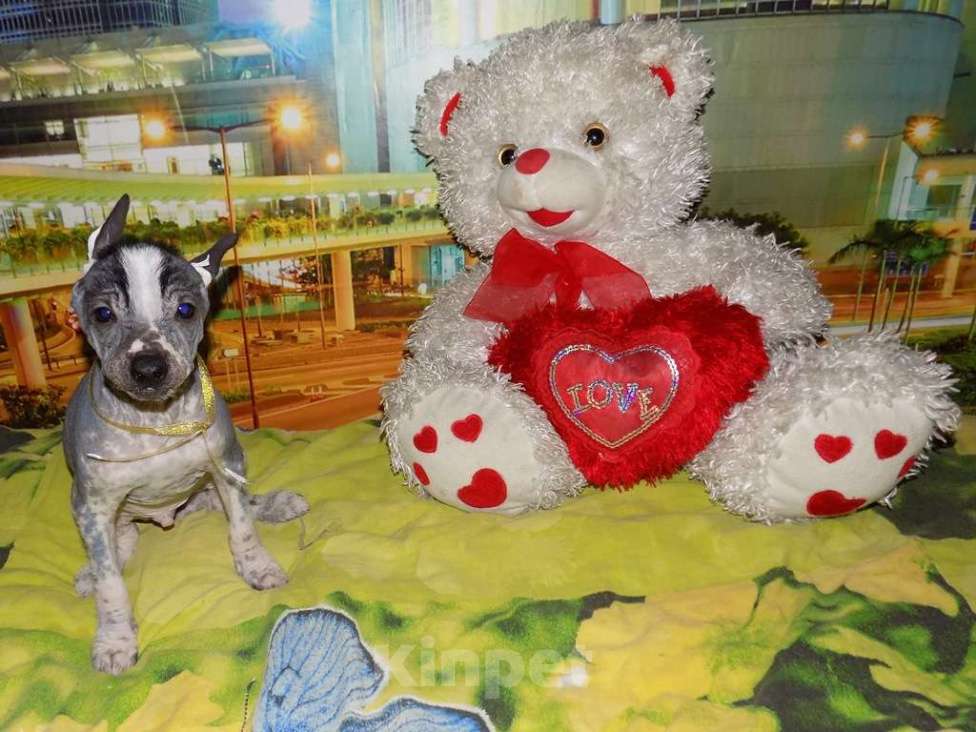 Собаки в Москве: Мексиканская голая, мальчик Мальчик, 20 000 руб. - фото 1