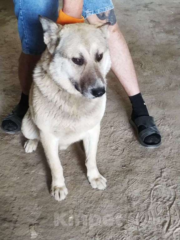 Собаки в Москве: Ласковый и добрый пёс Гарри в приюте Мальчик, 1 руб. - фото 3