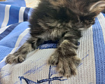 Кошки в других городах Ленинградской области: Мей-куны полидакты - котята в &quot; руковичках&quot; Мальчик, 45 000 руб. - фото 10