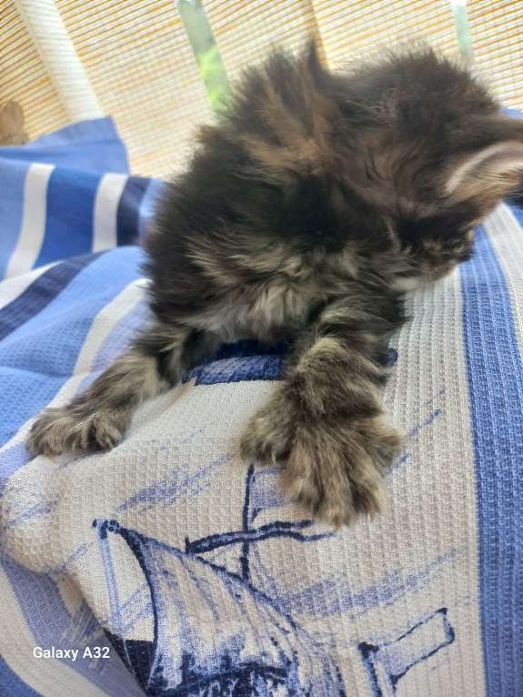 Кошки в других городах Ленинградской области: Мей-куны полидакты - котята в &quot; руковичках&quot; Мальчик, 45 000 руб. - фото 10