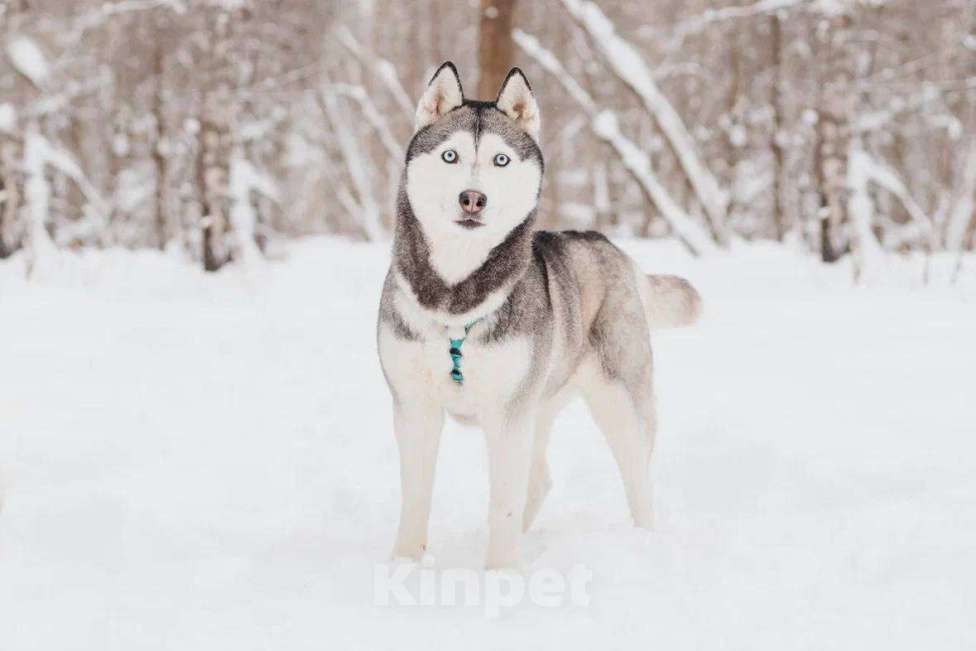 Собаки в Москве: Астерия ищет дом Девочка, Бесплатно - фото 1