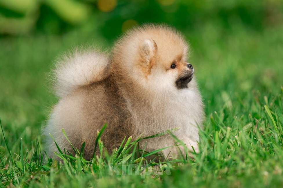 Собаки в Санкт-Петербурге: Марлекс Кларк Кент Мальчик, 75 000 руб. - фото 7