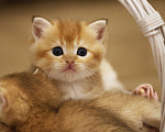 Кошки в Краснодаре: Британские котята золотая шиншилла NY 11 Девочка, 30 000 руб. - фото 3
