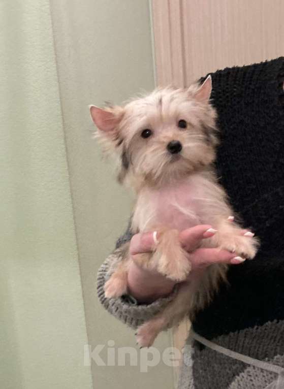 Собаки в Москве: Микро йорк золотая девочка ласковая Девочка, 65 000 руб. - фото 7