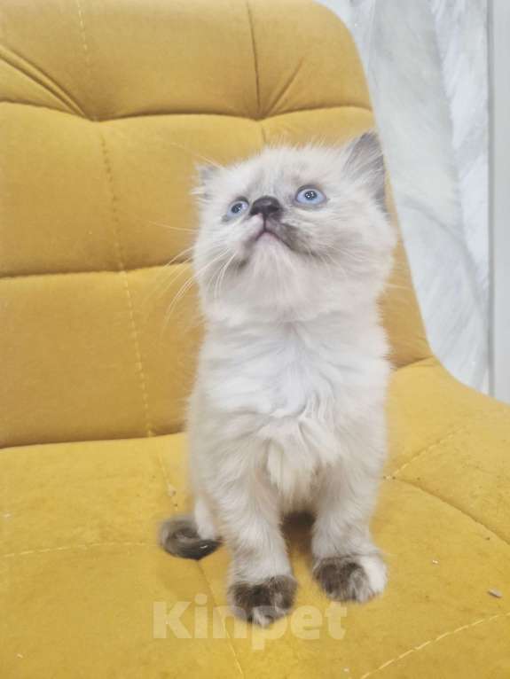 Кошки в Москве: Рэгдолл девочка  Девочка, 40 000 руб. - фото 1