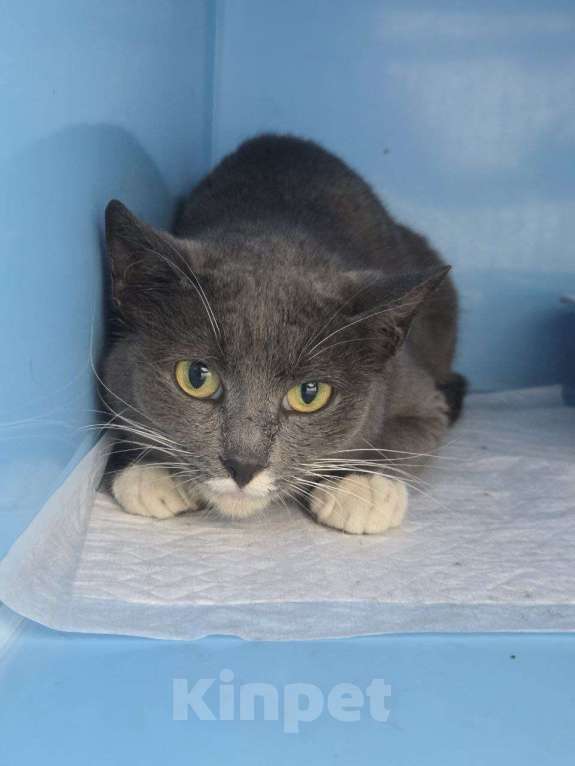 Кошки в Москве: Забавушка, кошка- нежность Девочка, Бесплатно - фото 6