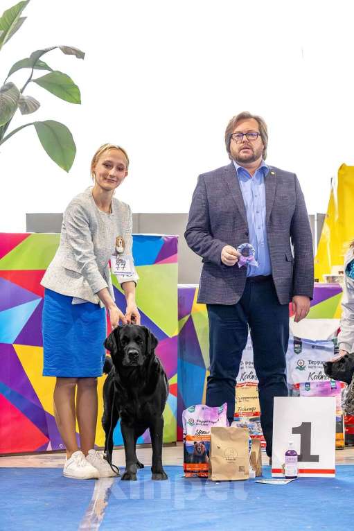 Собаки в Костроме: Щенки Лабрадора чёрные Девочка, 30 000 руб. - фото 2