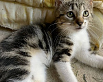 Кошки в Москве: Котенок Малышка ищет дом Девочка, Бесплатно - фото 7
