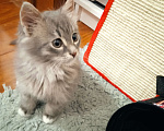 Кошки в Одинцово: Продам котенка Девочка, 7 000 руб. - фото 4