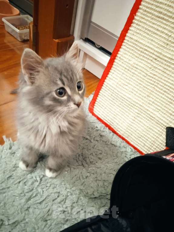 Кошки в Одинцово: Продам котенка Девочка, 7 000 руб. - фото 4