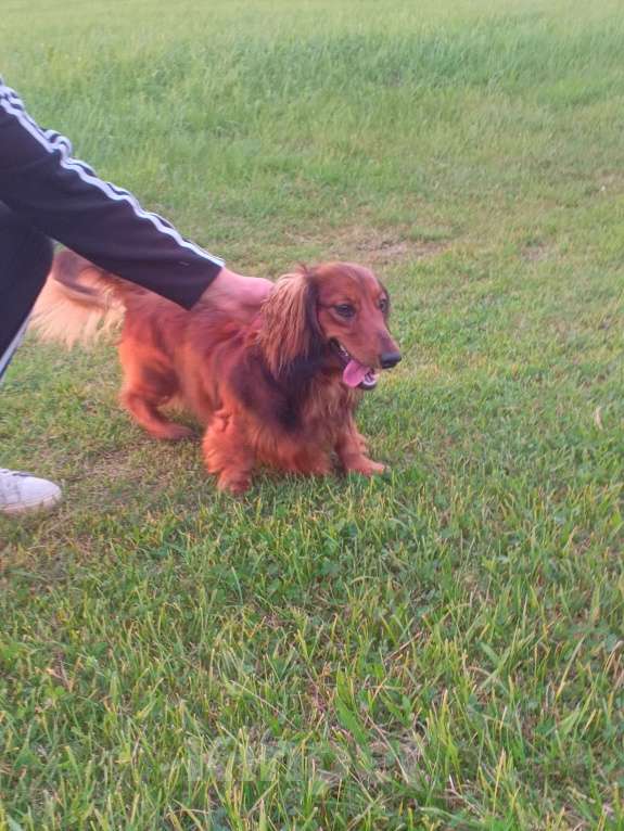 Собаки в Санкт-Петербурге: Вязка Мальчик, 1 руб. - фото 5