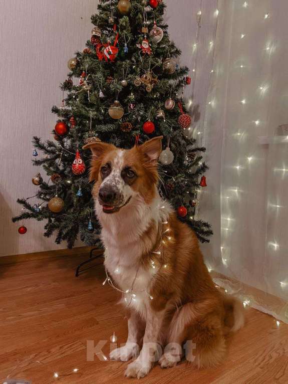 Собаки в Москве: Лялька срочно ищет дом Девочка, Бесплатно - фото 3