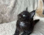 Кошки в Новосибирске: Котята мейн кун Мальчик, 50 000 руб. - фото 6