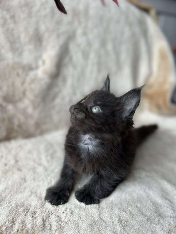 Кошки в Новосибирске: Котята мейн кун Мальчик, 50 000 руб. - фото 6