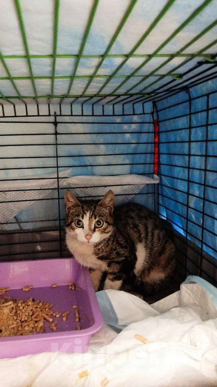 Кошки в Санкт-Петербурге: 🌟ДЕЙЛ ИЩЕТ ДОМ Мальчик, Бесплатно - фото 1