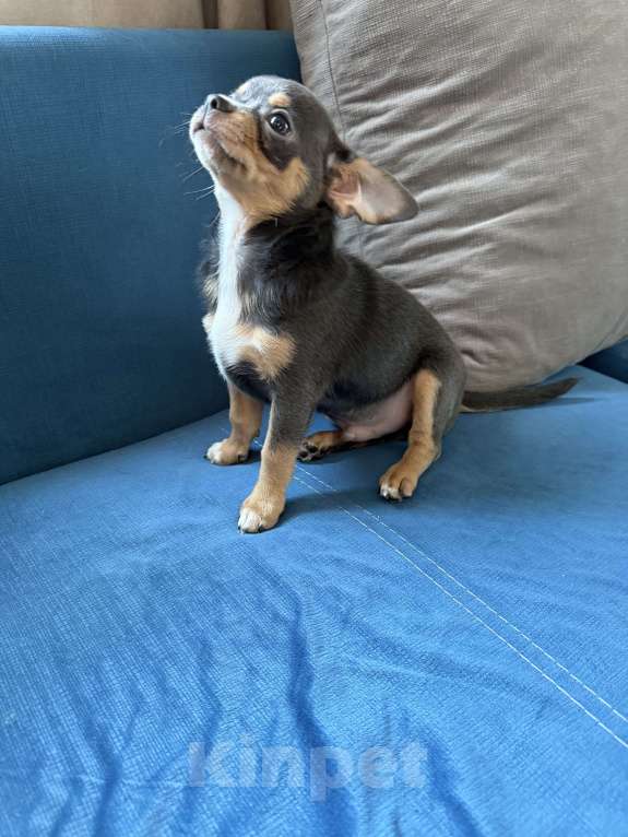 Собаки в других городах Московской области: Мальчик чихуахуа лиловый  Мальчик, 30 000 руб. - фото 5