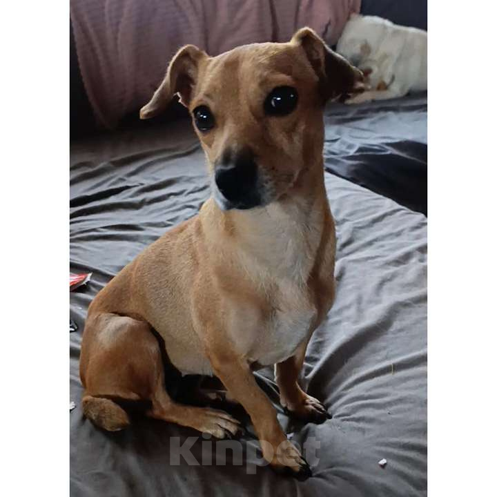 Собаки в Москве: Рыжуля Девочка, 10 руб. - фото 3