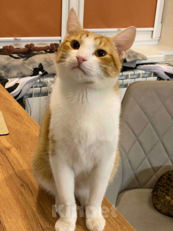 Кошки в Санкт-Петербурге: Ласковый мальчик в добрые руки Мальчик, Бесплатно - фото 1