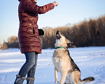 Собаки в Москве: Овчарка в добрые руки Девочка, Бесплатно - фото 7