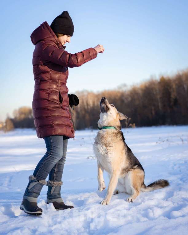 Собаки в Москве: Овчарка в добрые руки Девочка, Бесплатно - фото 7