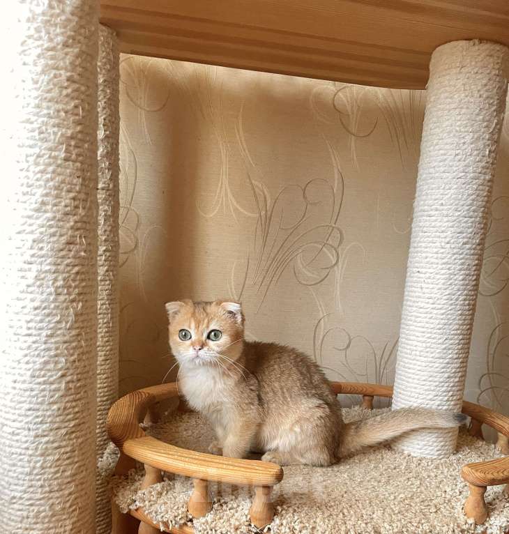 Кошки в Волгограде: Котёнок шотландский золотого окраса Девочка, 10 000 руб. - фото 1