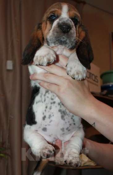 Собаки в Челябинске: Щенки Бассет хаунд Девочка, 50 000 руб. - фото 3