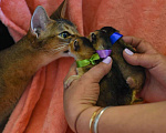 Кошки в Находке: продам котенка Абиссинской породы Девочка, 60 000 руб. - фото 4
