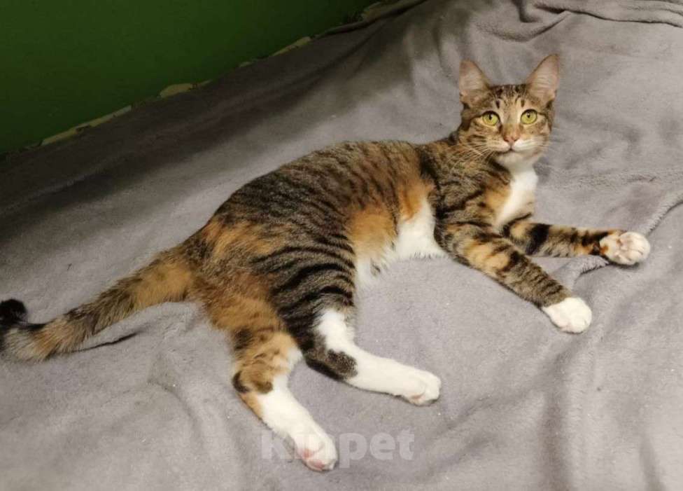 Кошки в Москве: Последний шанс Девочка, Бесплатно - фото 2