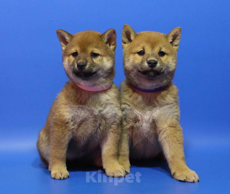 Собаки в Москве: Щенки сиба ину Девочка, 40 000 руб. - фото 4