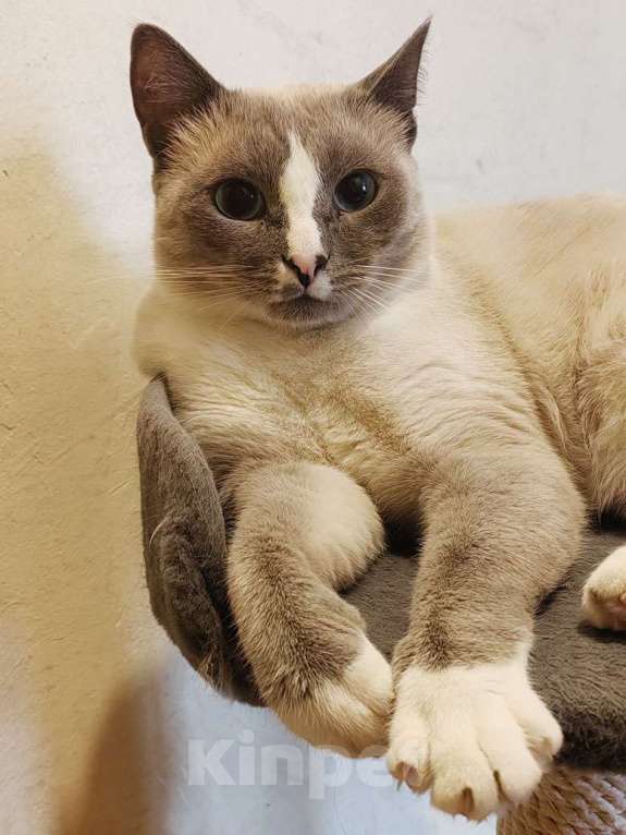 Кошки в Москве: Не просто кот, а верный компаньон ищет дом Мальчик, Бесплатно - фото 4