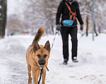 Собаки в Москве: Бобби Мальчик, 300 руб. - фото 2