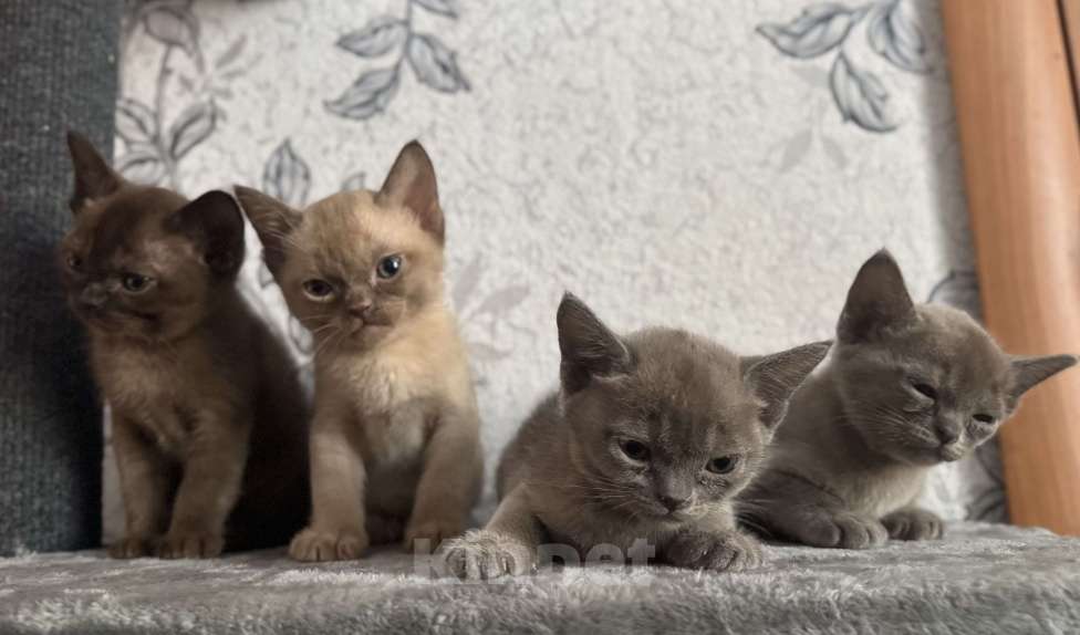 Кошки в Оренбурге: Бурманские котята Девочка, 35 000 руб. - фото 8