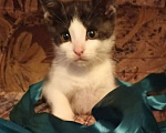 Кошки в Москве: Котенок Томми Мальчик, Бесплатно - фото 3