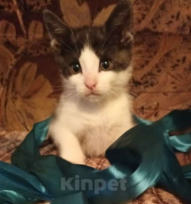 Кошки в Москве: Котенок Томми Мальчик, Бесплатно - фото 3