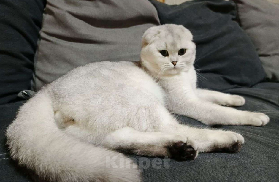 Кошки в Челябинске: вязка шотландский вислоухий кот Мальчик, 5 000 руб. - фото 3