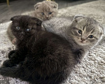 Кошки в Батайске: Шикарная Багира 😻 Девочка, Бесплатно - фото 3