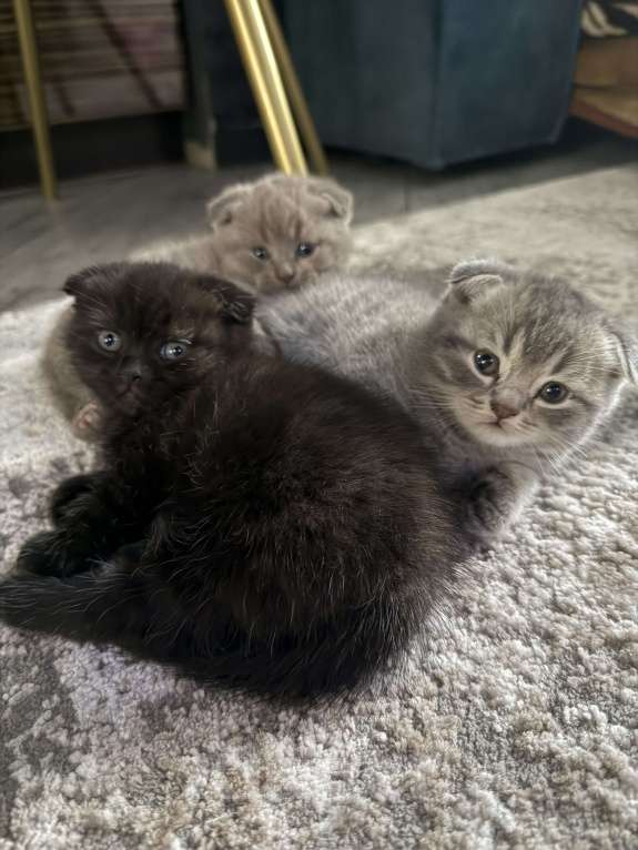 Кошки в Батайске: Шикарная Багира 😻 Девочка, Бесплатно - фото 3