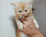 Кошки в Соколе: Продажа котят Мальчик, 25 000 руб. - фото 4
