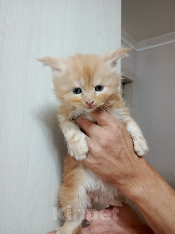Кошки в Соколе: Продажа котят Мальчик, 25 000 руб. - фото 4