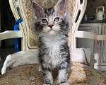 Кошки в Москве: Котята мейн-кун Девочка, 40 000 руб. - фото 7