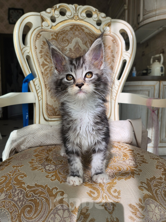 Кошки в Москве: Котята мейн-кун Девочка, 40 000 руб. - фото 7