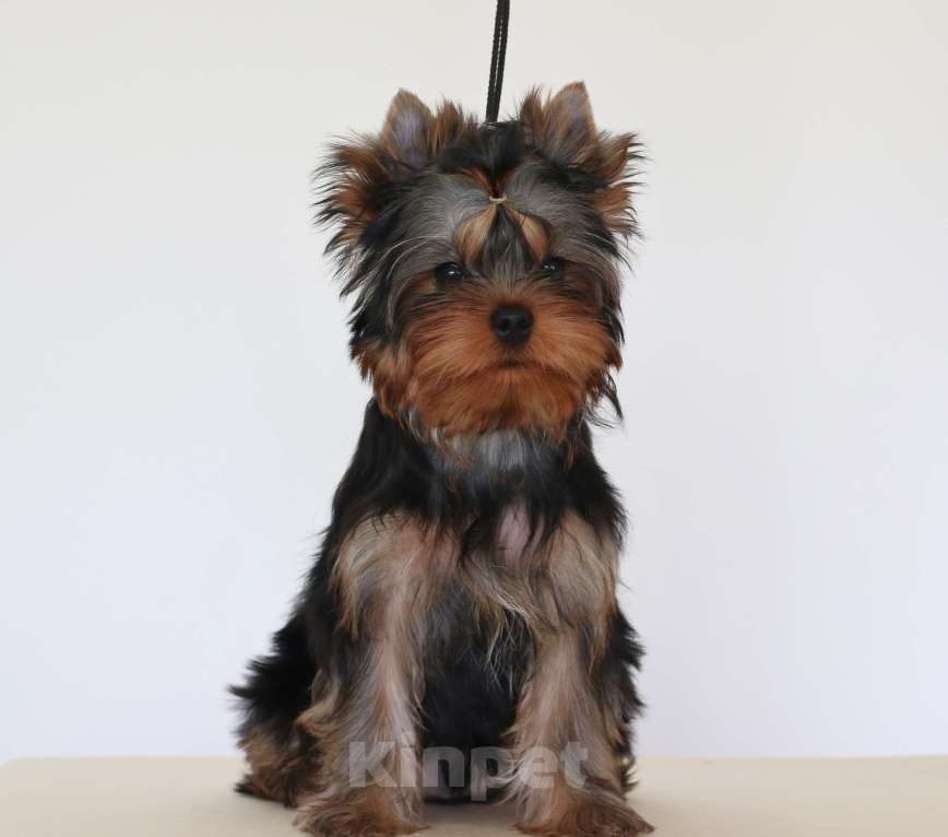 Собаки в других городах Свердловской области: Йоркширский терьер щенок Мальчик, 45 000 руб. - фото 1